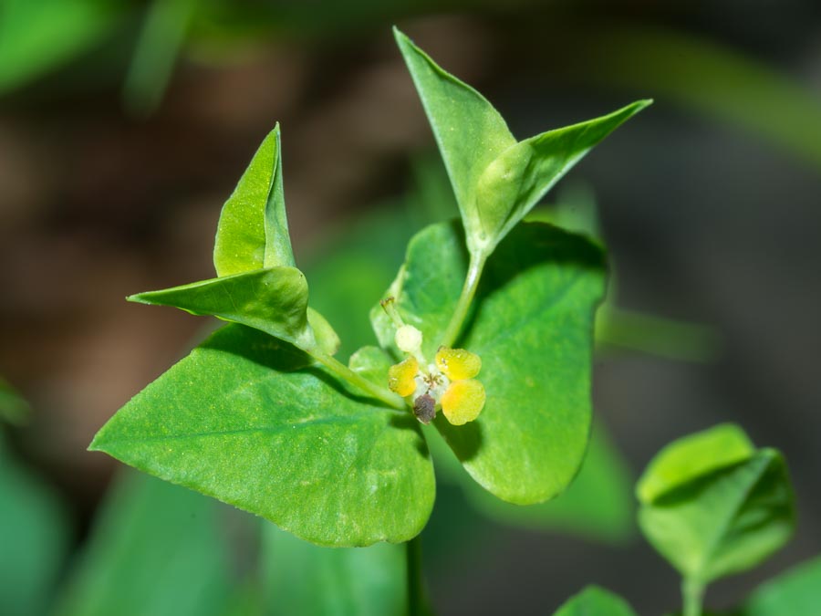 Euphorbia in faggeta - Euphorbia dulcis